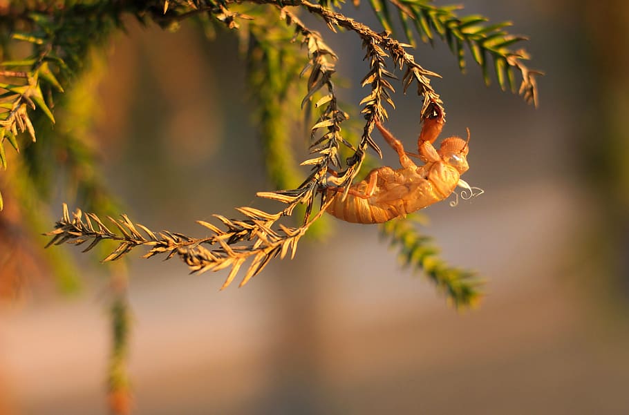 cicada, molting, nature, plant, tree, focus on foreground, leaf HD wallpaper