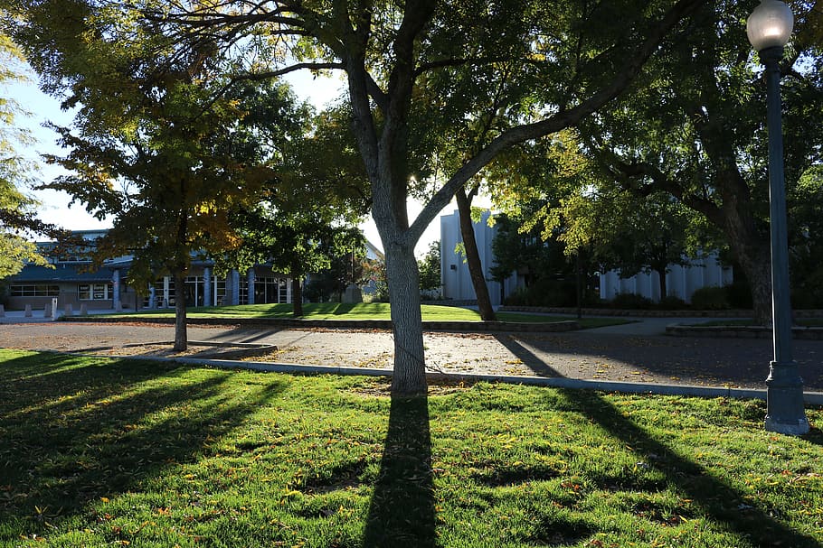 trees, shadows, nature, light, landscape, green, season, natural HD wallpaper