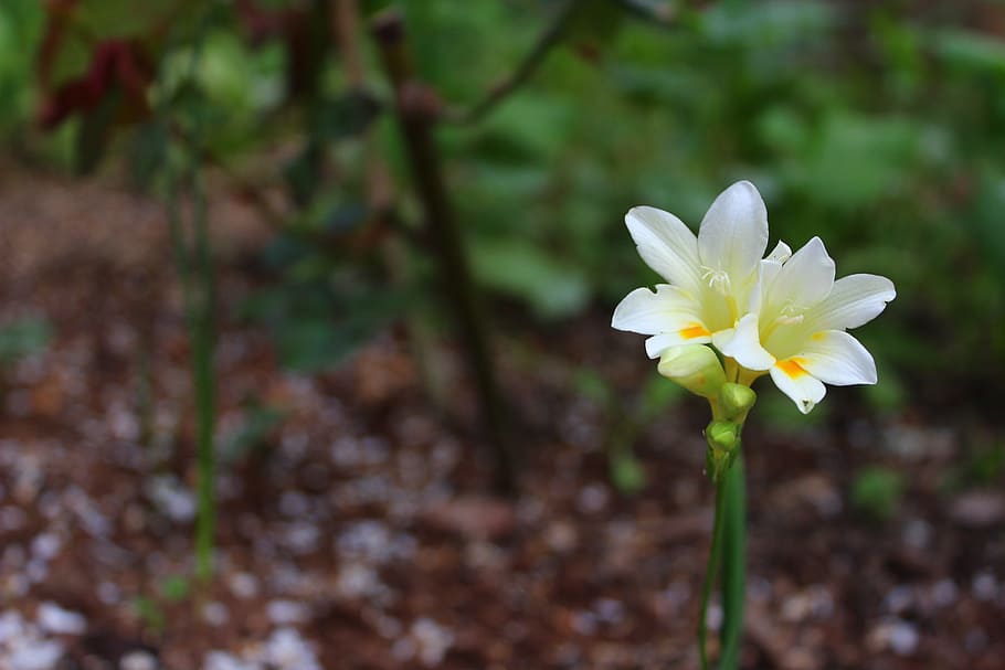 Flower, Nature, Spring, Blossom, green, natural, floral, summer HD wallpaper