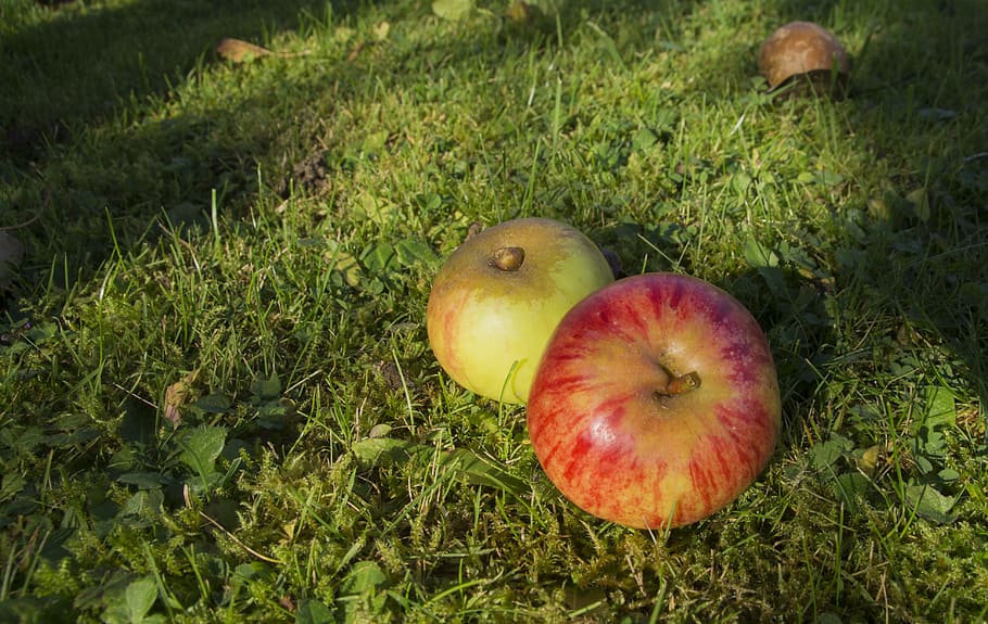 windfall, apple, ripe, over ripe, fruit, red, autumn, food, HD wallpaper