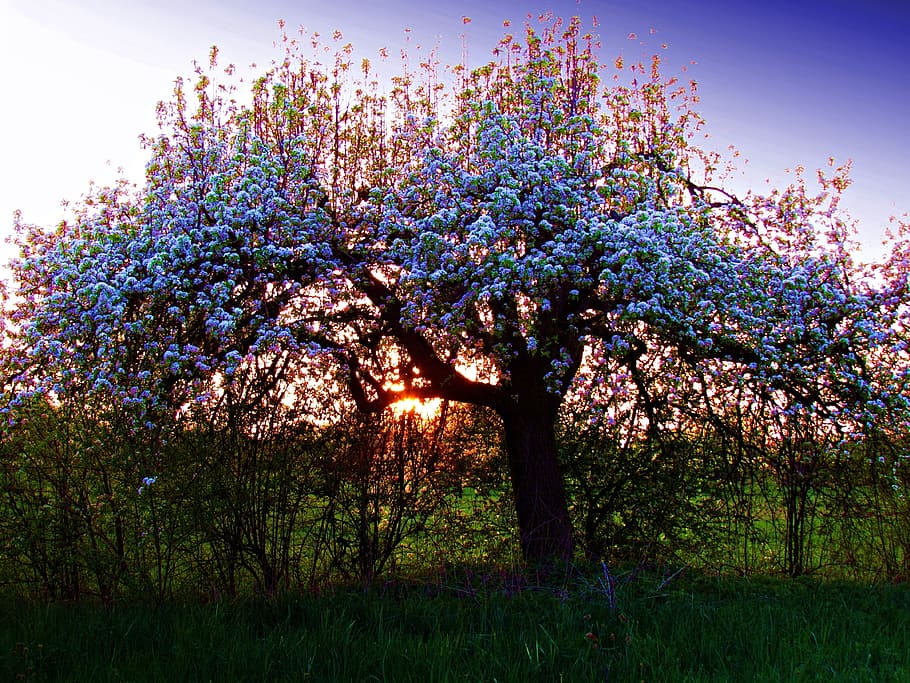 tree, spring, nature, white, flowers, blooming tree, sprig HD wallpaper
