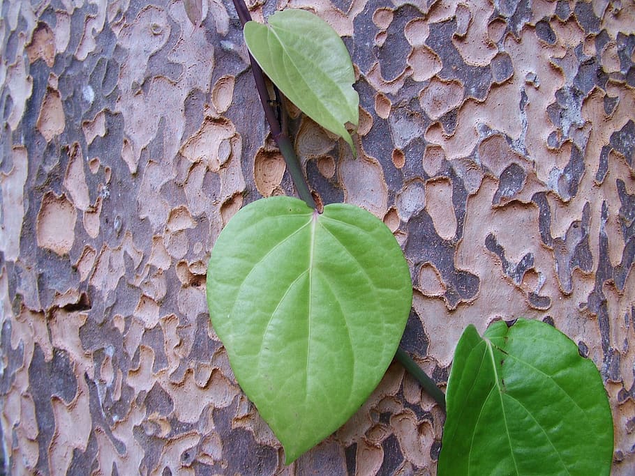 nature, trunk, leaves, tree bark, leaf, plant part, green color HD wallpaper