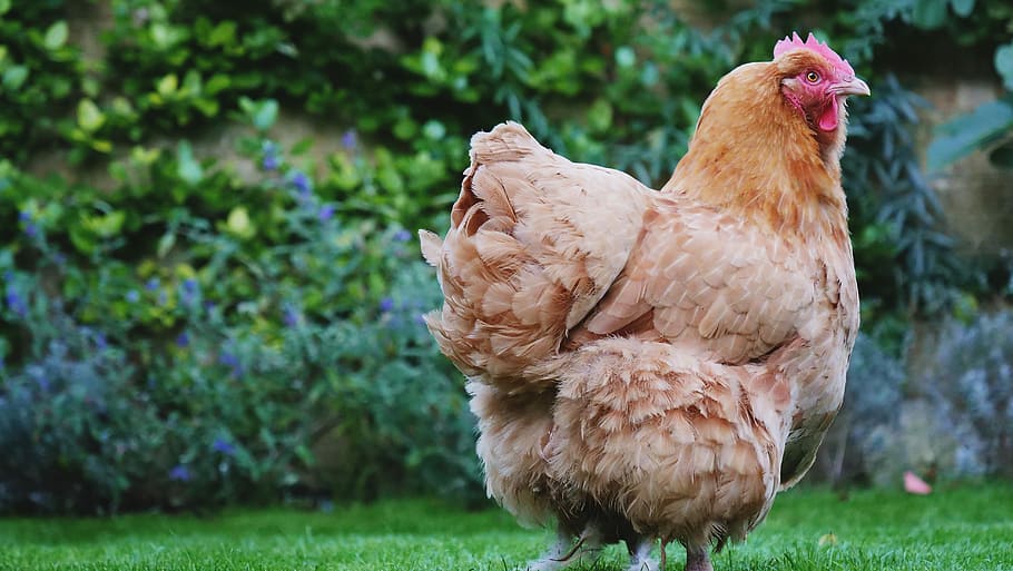 brown hen standing on green open field, brown hen on green grass HD wallpaper
