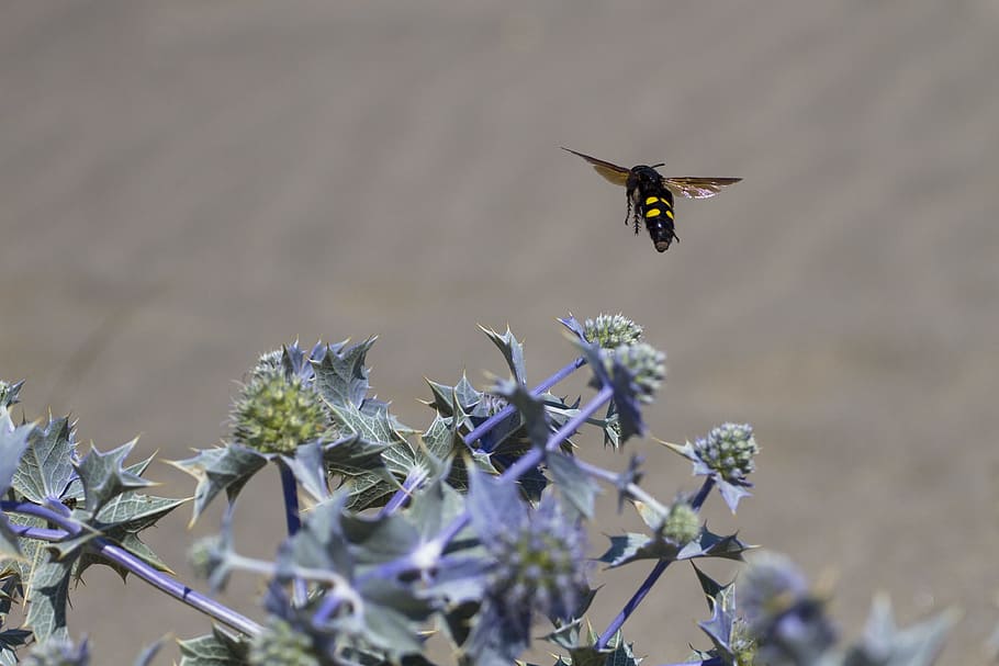 Insect, Wasp, Type, Thistle, wasp type, flight insect, nature HD wallpaper