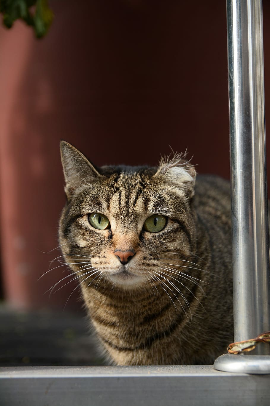 Street, Expression, Mammals, Cat, Animal, facial, domestic cat HD wallpaper