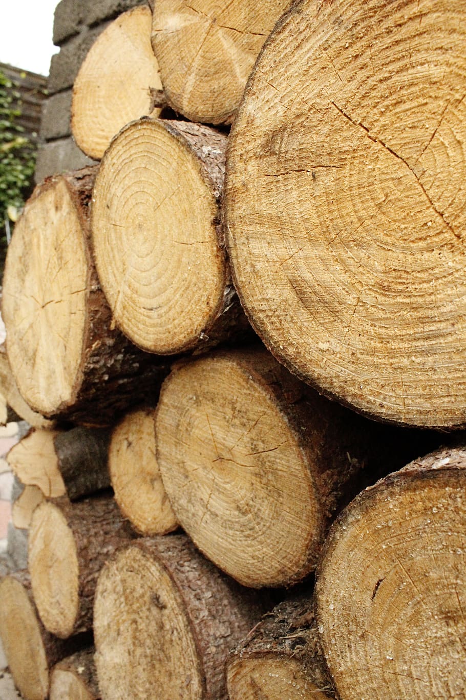 wood, stump, nature, forest, log, pattern, plant, autumn, brown HD wallpaper