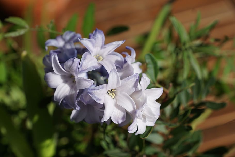 hyazinth, flower, blue, flowers, close, violet, spring flower, HD wallpaper