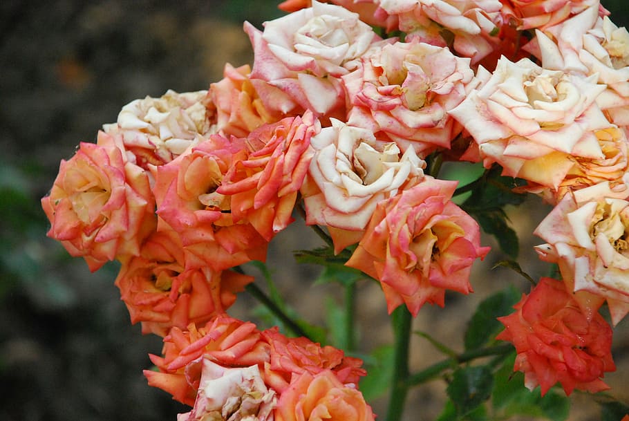 rose, orange, bloom, flowering plant, close-up, vulnerability HD wallpaper