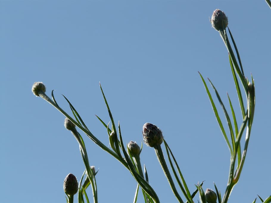 Cornflower, Stalk, Leaves, Plant, bud, herb, summer, centaurea cyanus HD wallpaper