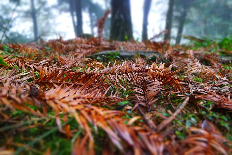 Ground, Falling Leaf, Mein, green, nature, forest, day, tree HD wallpaper