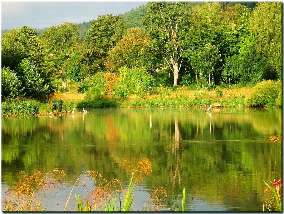 Nature, Water, Reflect, Waters, green reiher, reflection summer HD wallpaper