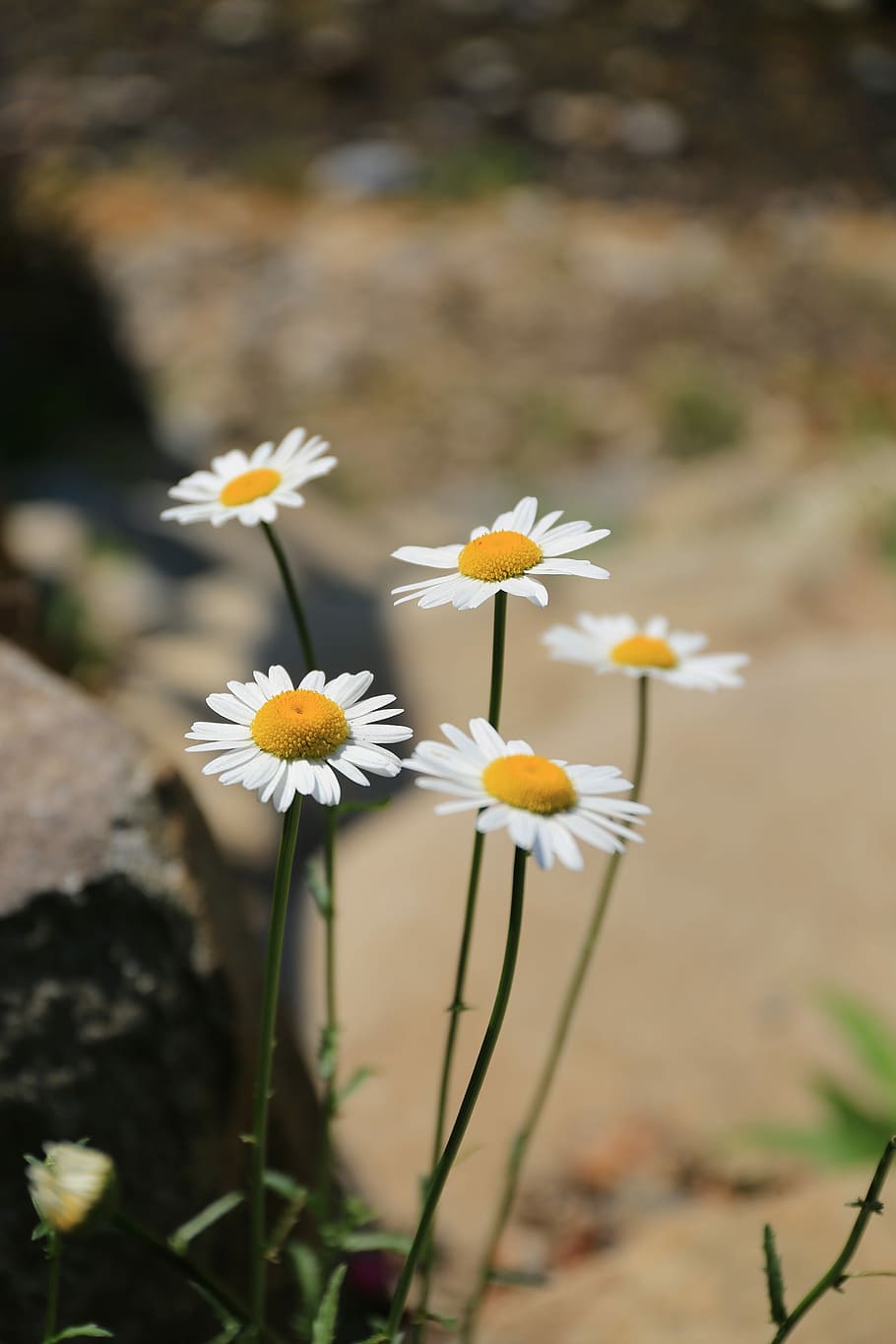 Flowers, Spring, Park, Nature, white flowers, flower head, petal HD wallpaper