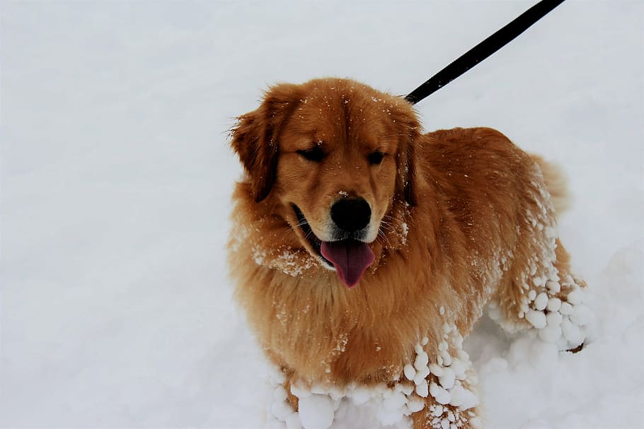 snow, dog, pet, winter, outdoors, pets, animal, cute, canine HD wallpaper