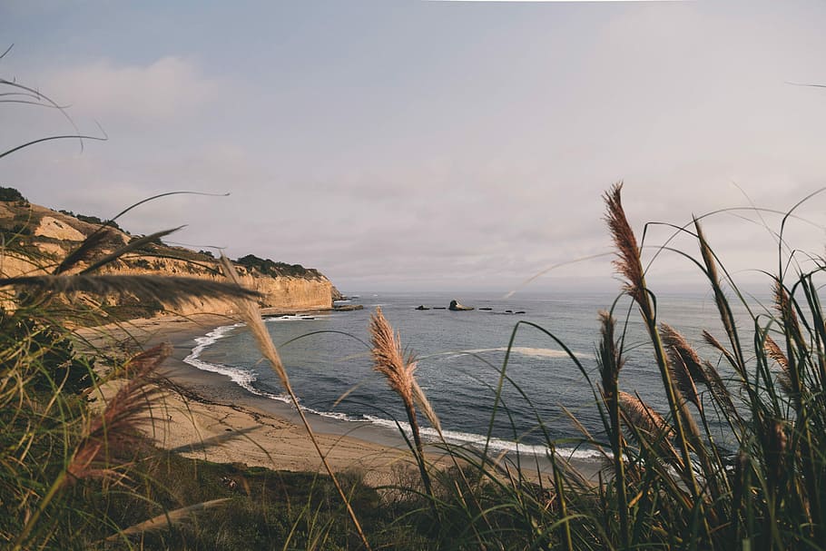 body of water, grasses near seashore, ocean, beach, shoreline HD wallpaper