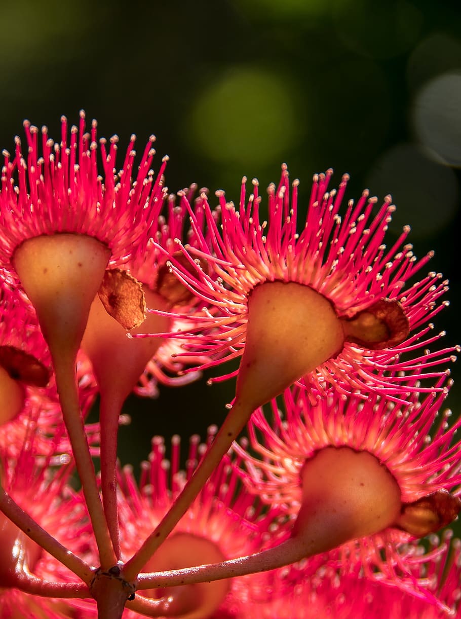 Eucalyptus, Flowers, Blossom, eucalyptus flowers, australian, HD wallpaper