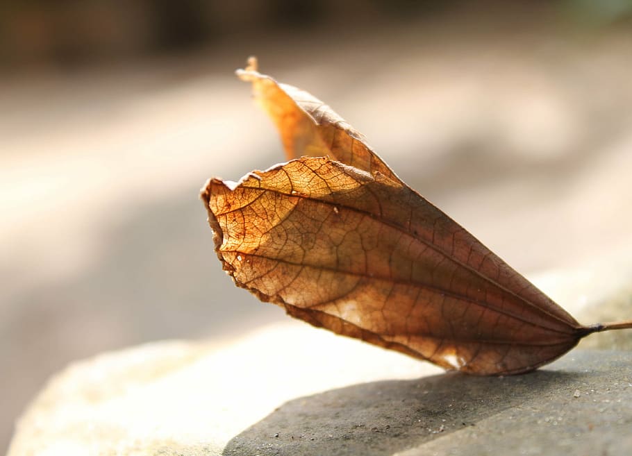 fallen, leafy, dried, autumn, seasonal, yellow, brown, dry HD wallpaper