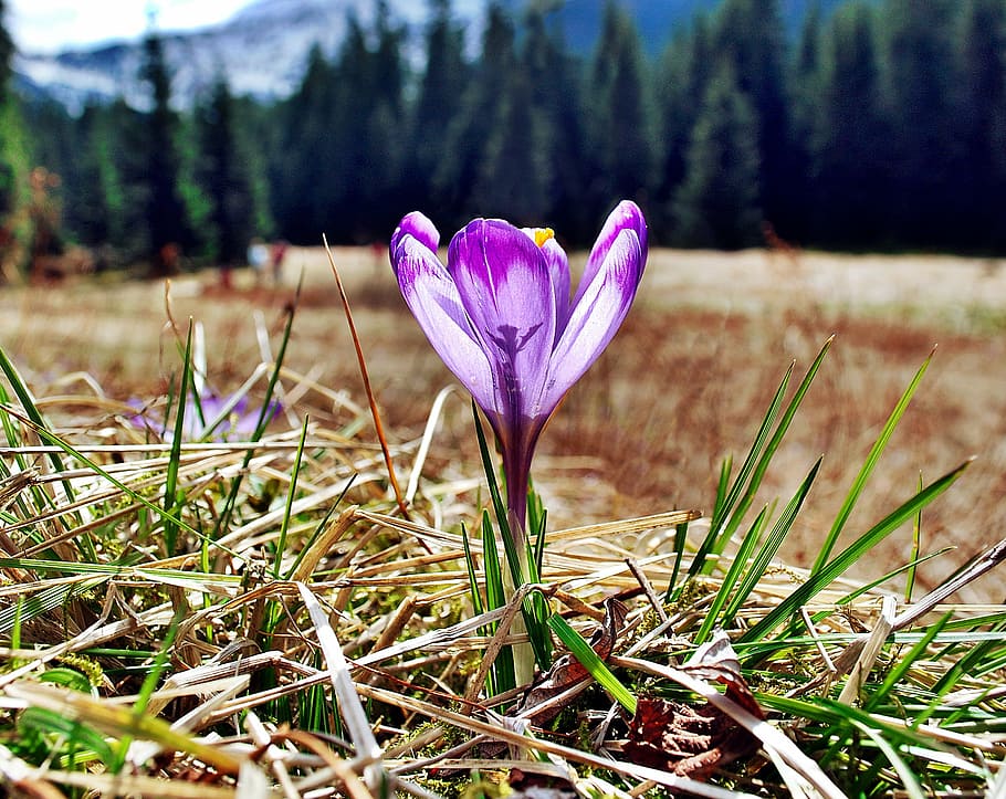 crocus, tatry, flowers, spring, polyana, violet, mountains HD wallpaper