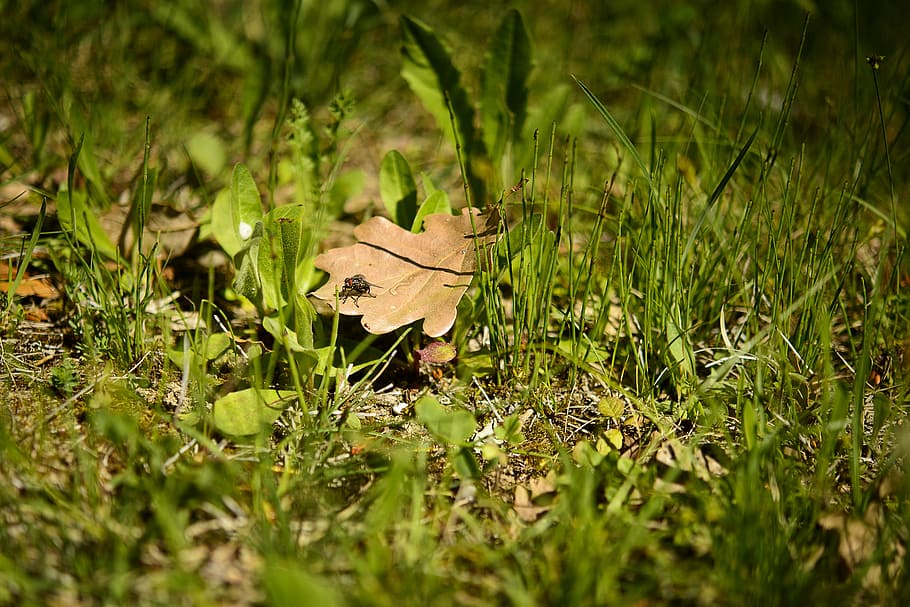 pre, fly, oak leaf, prairie, nature, grass, plant, green color HD wallpaper