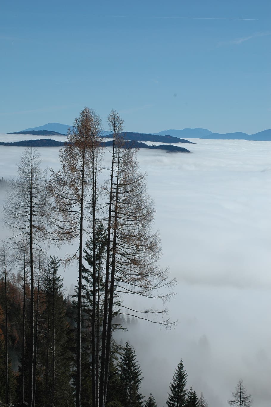 fog, nature, forest, plant, tree, sky, tranquility, beauty in nature HD wallpaper