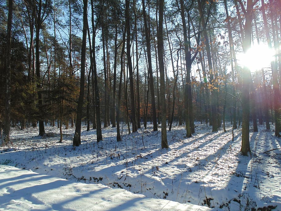 forest, trees, nature, wood, winter, snow, cold temperature HD wallpaper