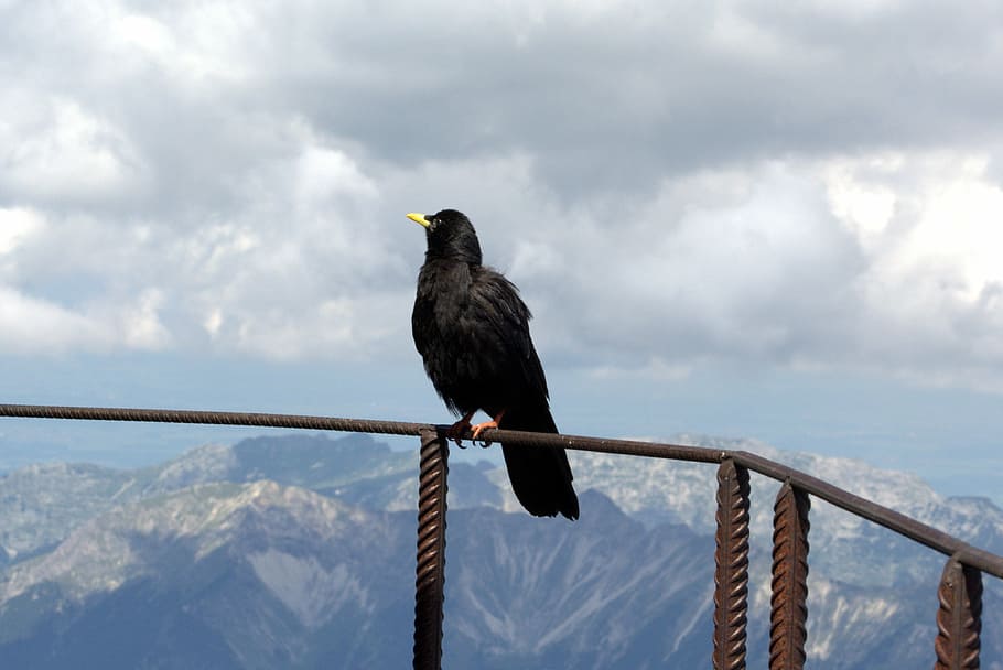 Zugspitze, Raven, Bird, Fly, Garmisch, outdoor, snow, silent, HD wallpaper