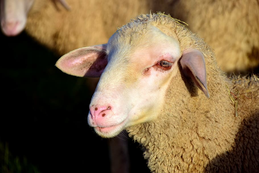 sheep, sheepshead, wool, animal, livestock, pasture, agriculture HD wallpaper