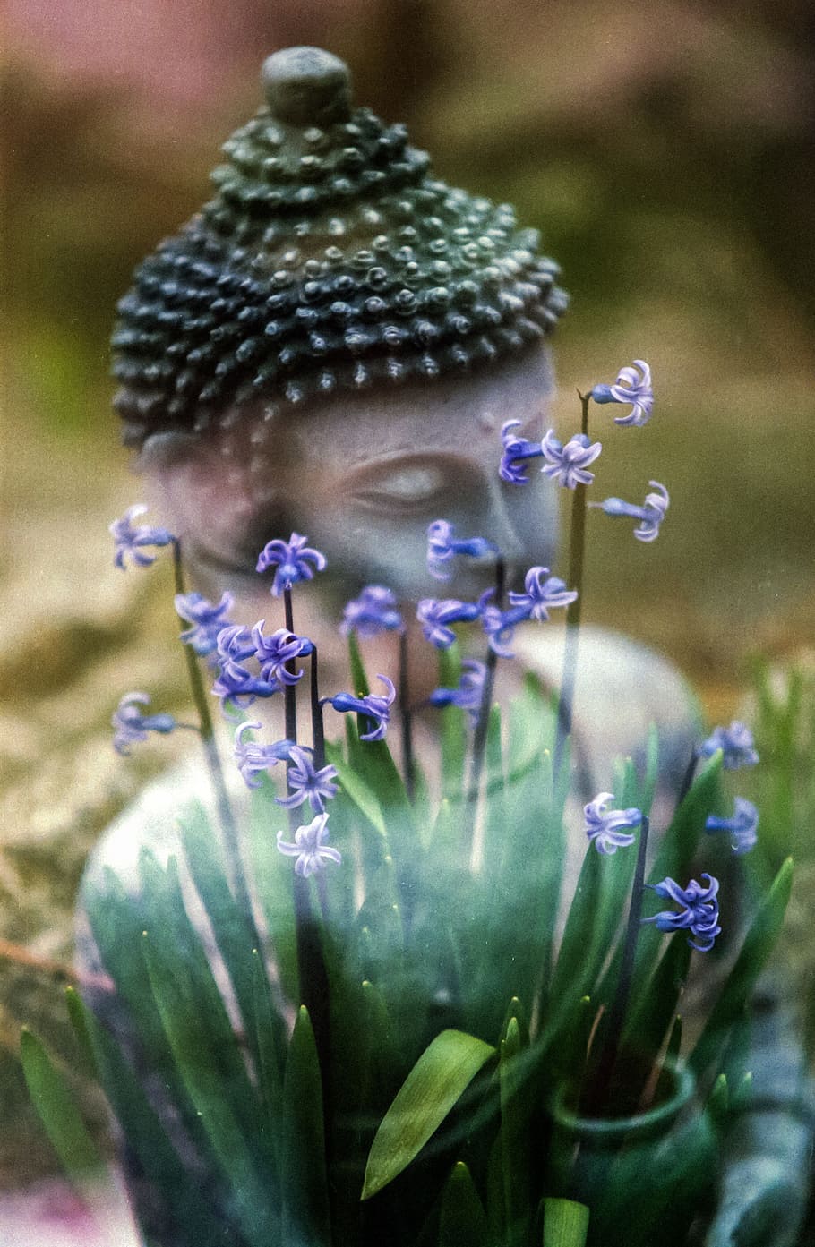 Gautama Buddha statue, calm, hyacinthus, flower, meditate, aromatherapy HD wallpaper