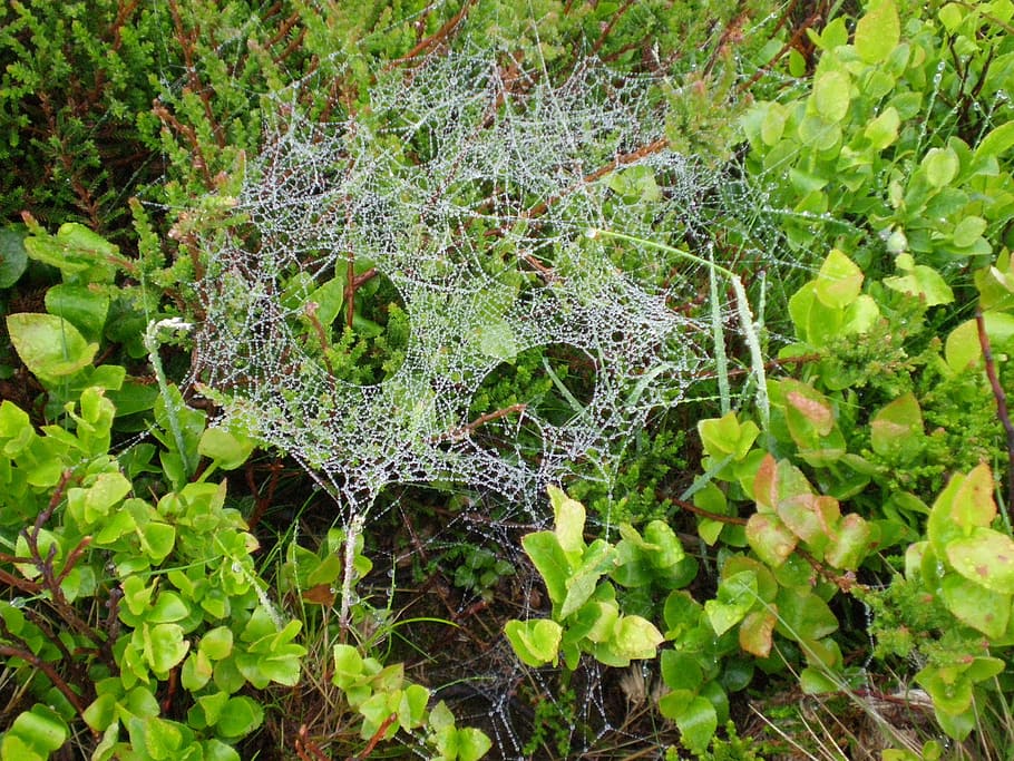 cobweb, dew, spider webs, autumn, nature, leaf, plant part HD wallpaper
