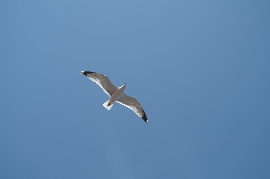 seagull, blue sky, bright sky, flying, animal themes, animals in the wild HD wallpaper