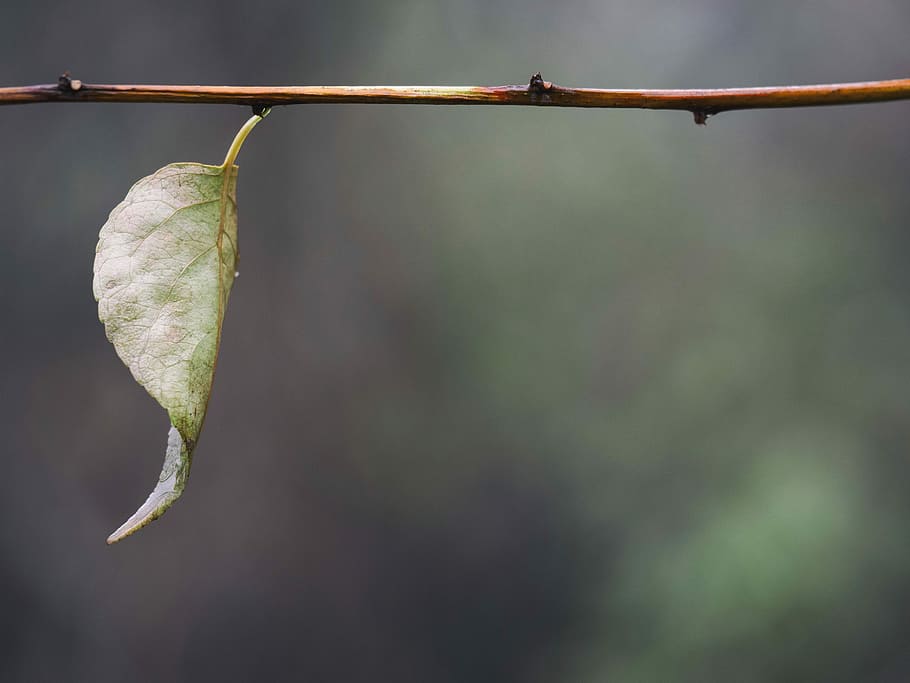 selective focus photography of green plant leaf, selective focus photography of green leaf HD wallpaper