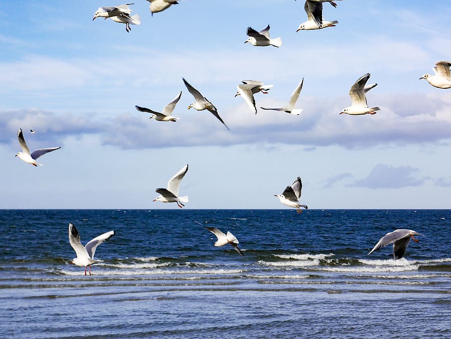 Gulls, Zingst, Sea, flying, large group of animals, bird, sky HD wallpaper