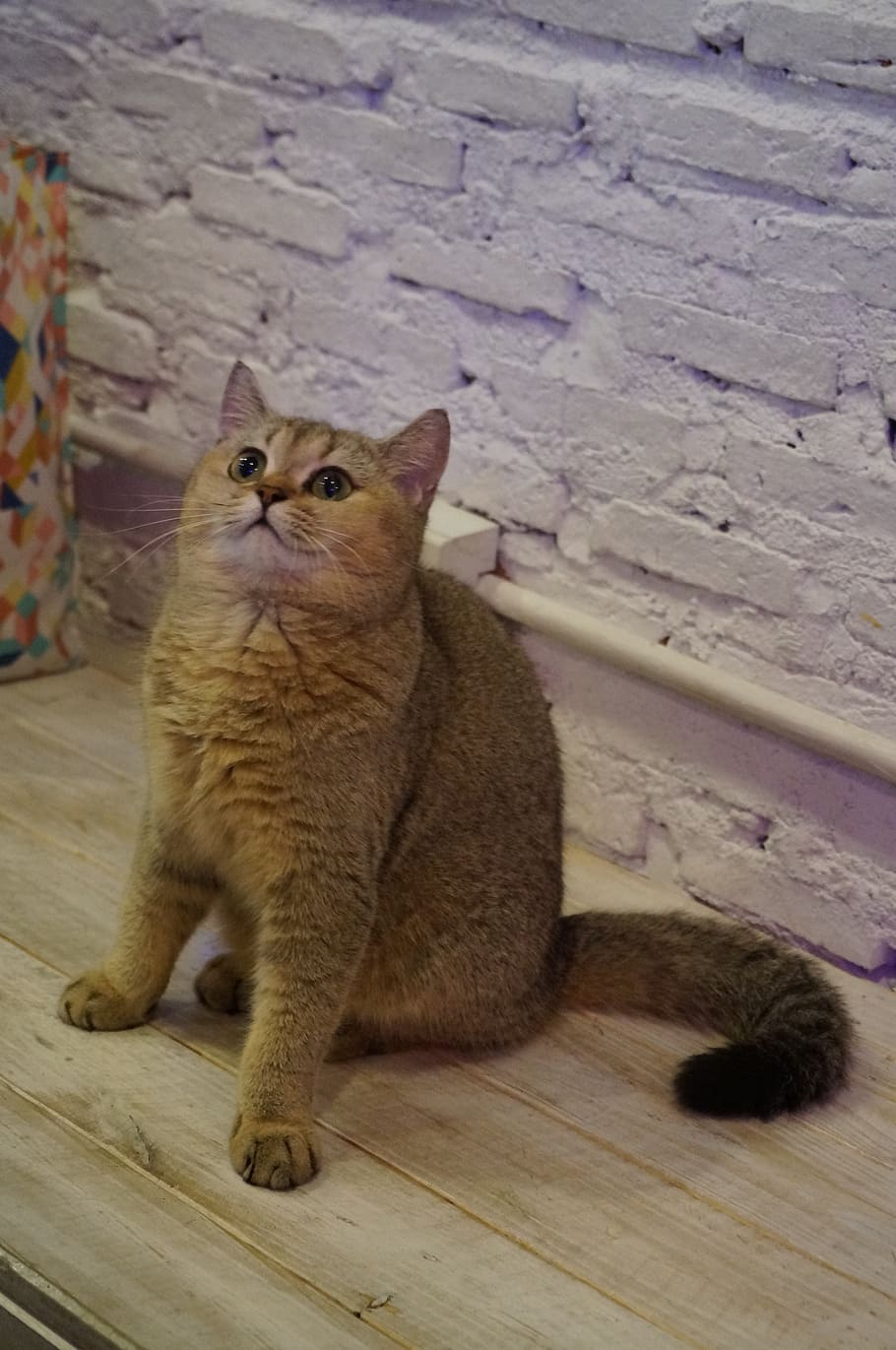 british shorthair, cat, pet, animals, feline, domestic animal, HD wallpaper