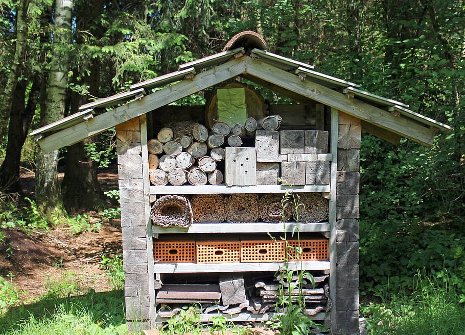 insect hotel, nesting help, wild bees, bee hotel, wasps, school garden HD wallpaper