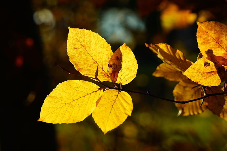 beech leaves, branch, tree, autumn, fall foliage, fall color, HD wallpaper