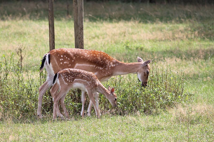 Roe Deer, Kitz, Fallow Deer, Nature, forest, grass, animals in the wild HD wallpaper
