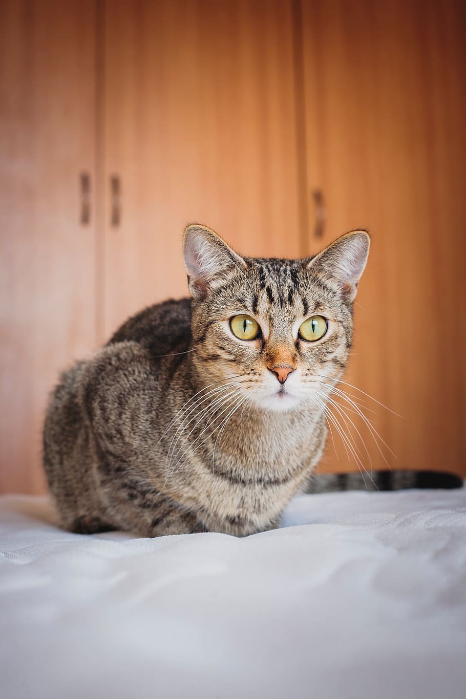 cat, animal, bed, sheet, white, room, cabinet, domestic, domestic animals HD wallpaper