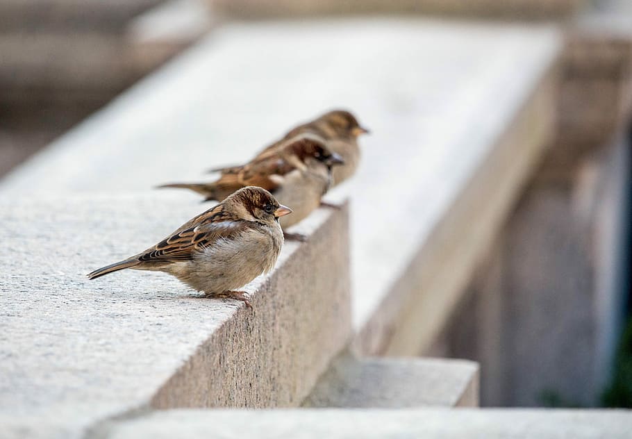 three brown birds, nature, flying, concrete, animal wildlife HD wallpaper