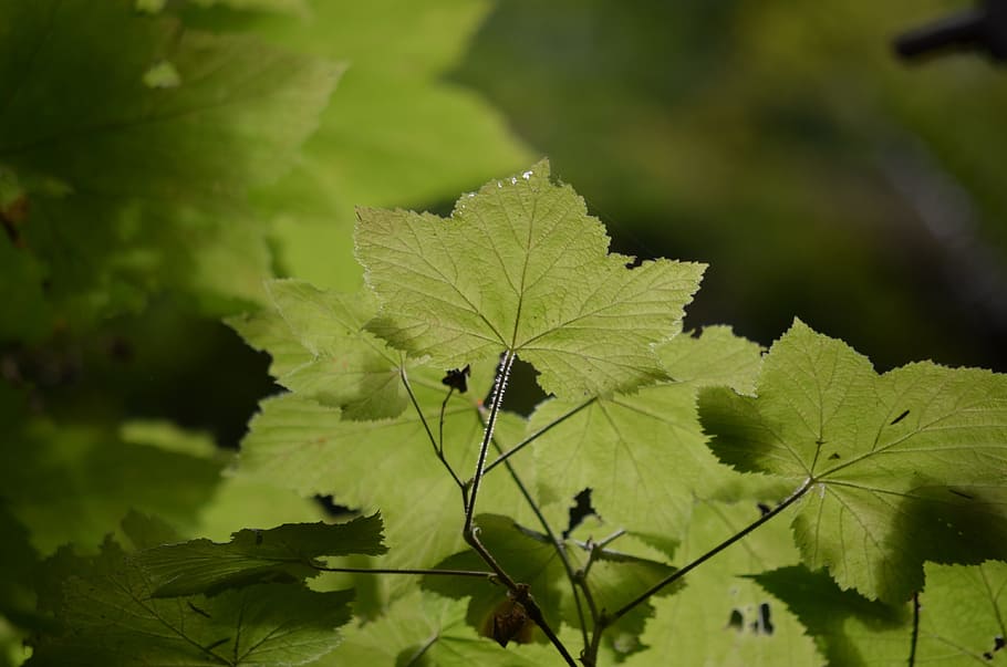 maple, tree, nature, leaf, plant, foliage, green, season, plant part HD wallpaper