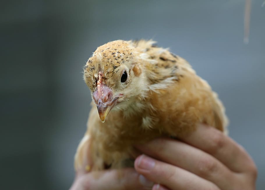 Chicken, Hands, World, Care, kindness, keep, bird, human hand HD wallpaper