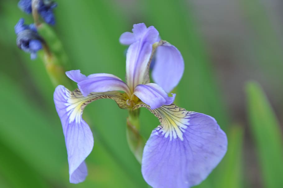 Iris, Flowers, Affix, nature, petal, beauty in nature, plant HD wallpaper