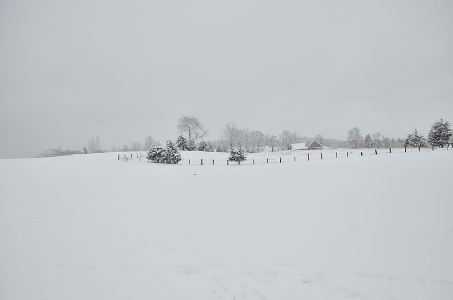 snow covered ground and trees, snow ground with house and trees ahead at daytime HD wallpaper