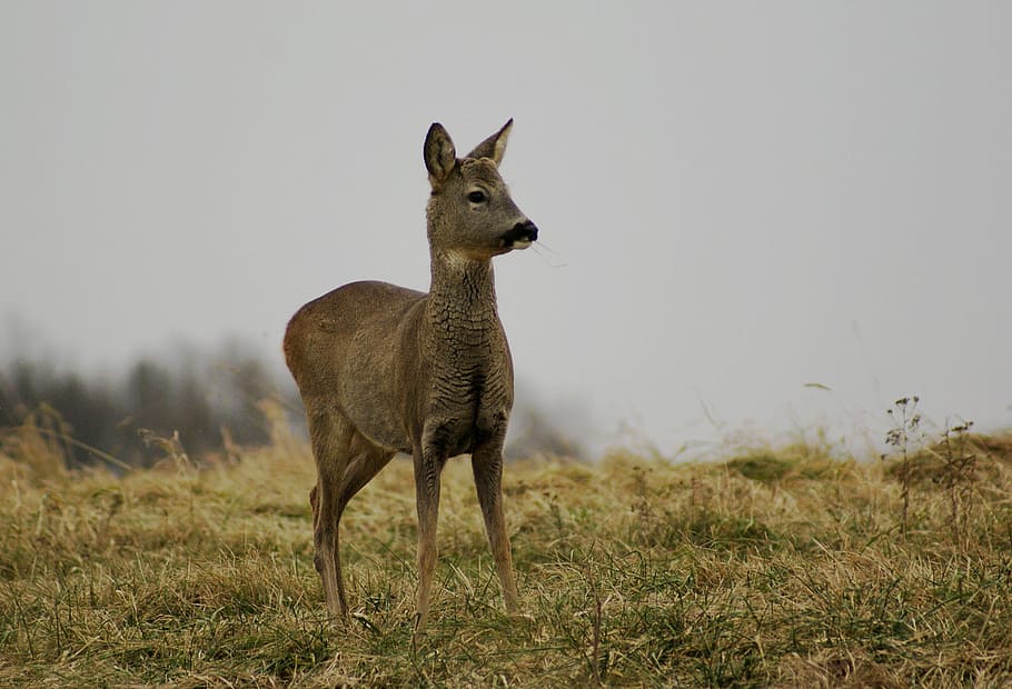 deer, spring, nature, animals, meadow, grass, animal wildlife HD wallpaper