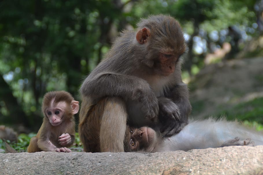 Baby, Monkey, Monkey Nut, Child, monkey baby, monkey child HD wallpaper