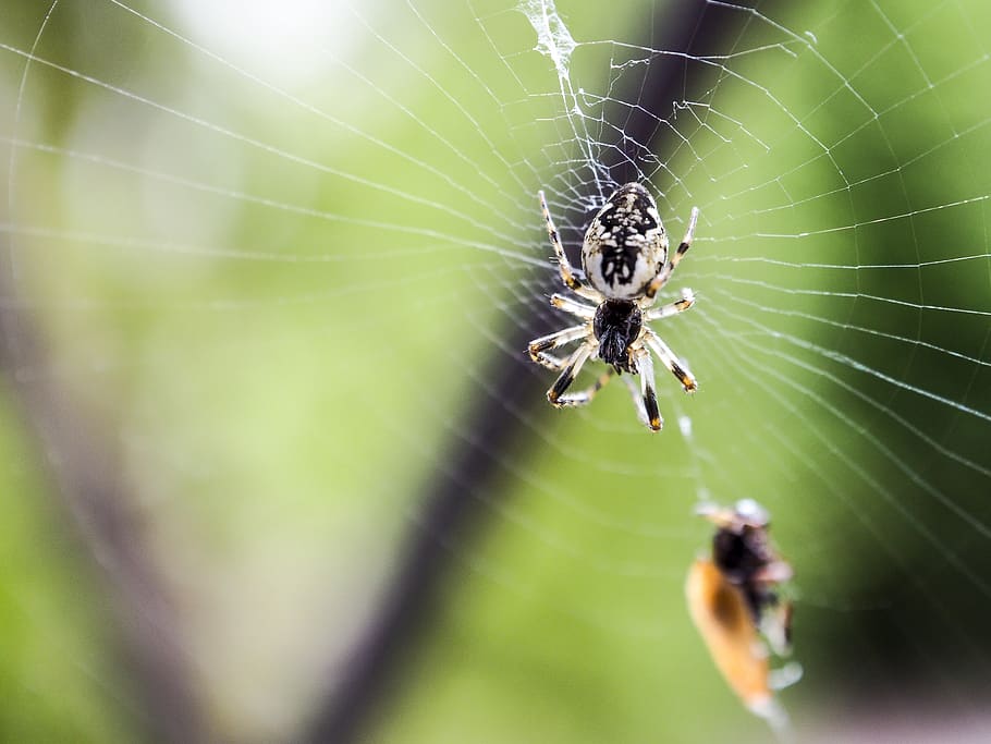 spider, nature, macro, cobweb, summer, spider's web, insect HD wallpaper
