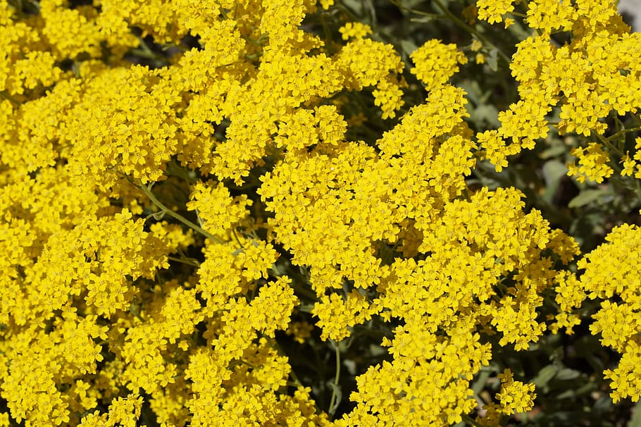 flowers, lush, yellow, spring, ornamental flowers, garden flowers HD wallpaper