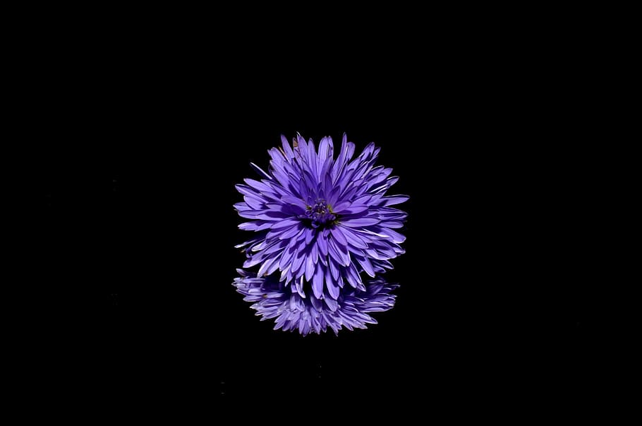purple floral illustration, aster, flower, nature, flowering plant HD wallpaper
