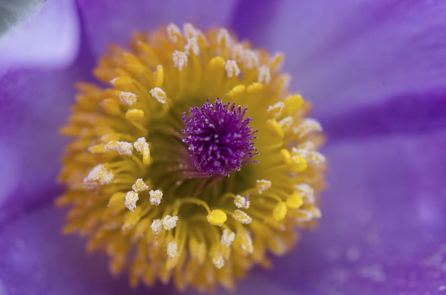 purple and yellow flower, violet, petal, bloom, garden, plant HD wallpaper