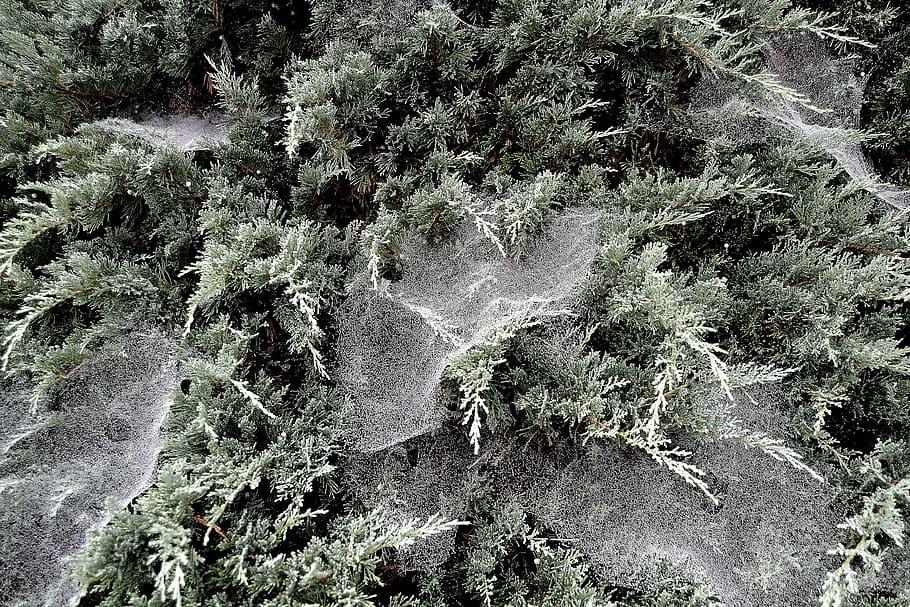 Spider, Webs, Dew, in the dew, no people, nature, plant, full frame HD wallpaper