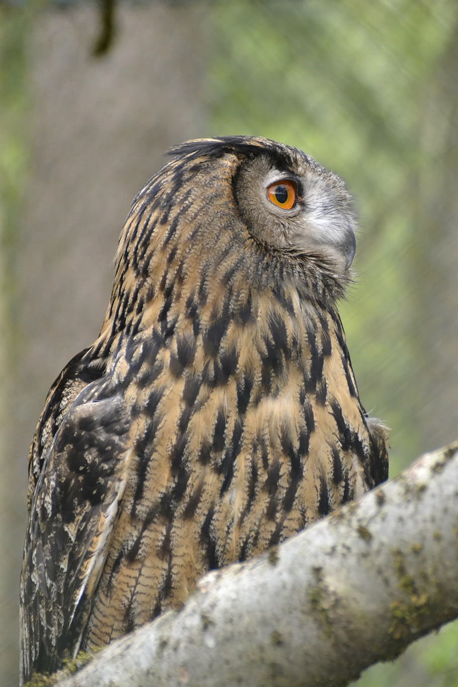 eagle owl, raptor, large, bird, nocturnal, bill, animal, plumage HD wallpaper