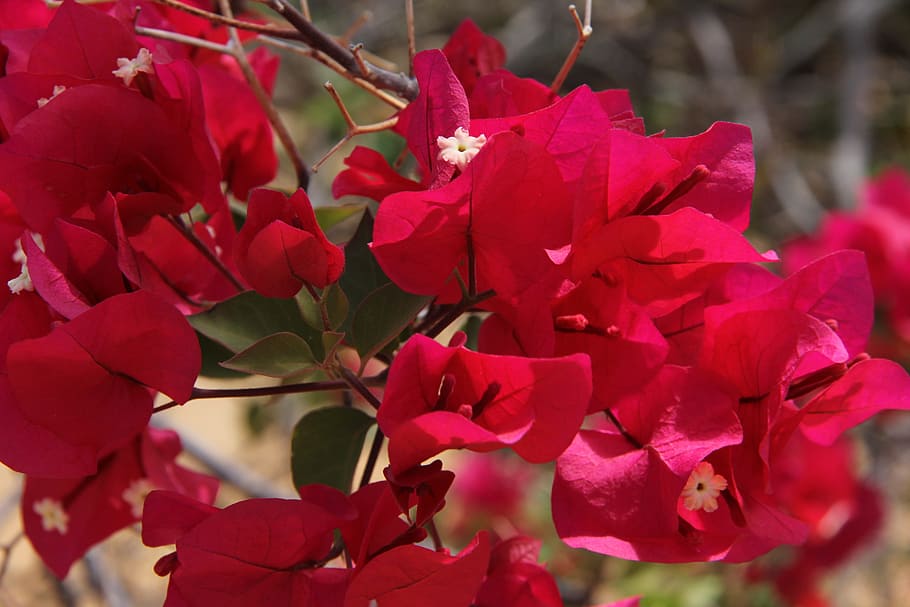 flowers, nature, spring, flowering plant, beauty in nature HD wallpaper